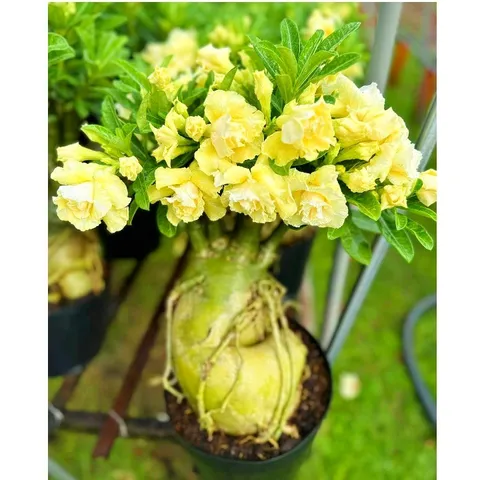 Hạt giống hoa sứ ghép Thái Lan hoa vàng cánh to - Bịch 10 hạt – Mã số 2092 - 1 790417