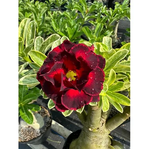 Hạt giống hoa sứ Thiên Vương cánh đỏ viền đen hoa to - Bịch 10 hạt – Mã số 2087 790428