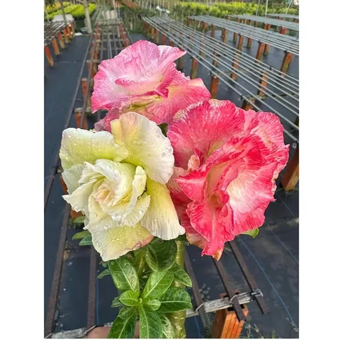 Bịch 10 hạt giống hoa sứ Thái Lan cánh tiên nhiều tầng ghép 3 màu đỏ cam vàng - Mã số 2090