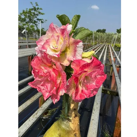 Bịch 10 hạt giống hoa sứ Thái Lan cánh tiên nhiều tầng ghép 3 màu đỏ cam vàng - Mã số 2090
