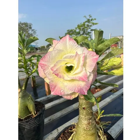 Bịch 10 hạt giống hoa sứ Thái Lan cánh tiên nhiều tầng ghép 3 màu đỏ cam vàng - Mã số 2090