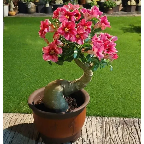 Hạt giống hoa sứ Taiwan 5 cánh nhọn màu hồng sen – Bịch 10 hạt – Mã số 2107 790466