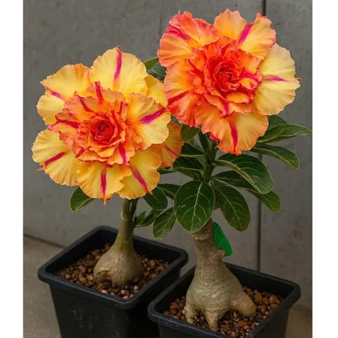 Hạt giống hoa sứ Thái Lan Thiên Vương màu vàng cam cánh to sọc hồng cánh nhọn – Bịch 10 hạt – Mã số 2102 790504