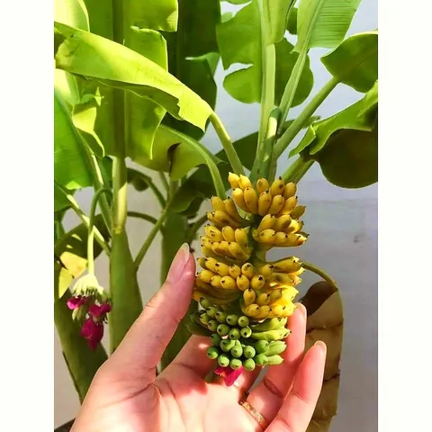Bịch 10 hạt giống cây chuối cảnh Mini siêu trái - Trồng được trong nhà và ngoài trời - Mã số 1236
