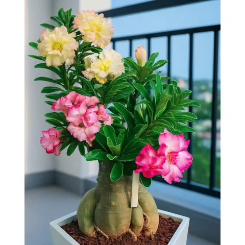 Hạt giống hoa sứ Thái Lan 2 màu vàng và hồng phấn ( giống hoa sứ Sa mạc ) – Bịch 10 hạt – Mã số 2111 790516