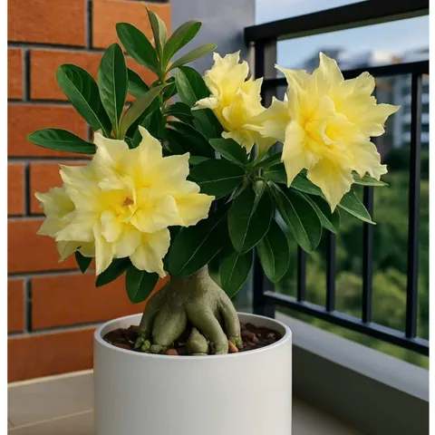Hạt giống hoa sứ Thái Lan cánh nhọn nhiều tầng màu vàng – Bịch 10 hạt – Mã số 2099 790527