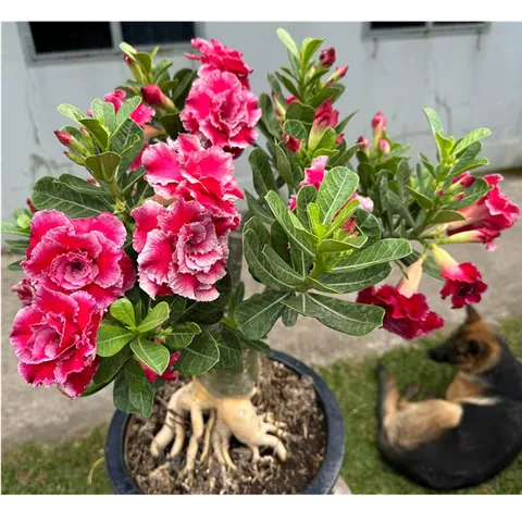 Bịch 10 hạt giống hoa sứ cẩm thạch màu hồng nhiều tầng cánh nhọn – Mã số 1410 790531