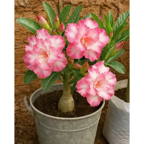 Hạt giống hoa sứ Thái Lan màu vàng trắng viền hồng cánh sen - Bịch 10 hạt - Mã số 1557