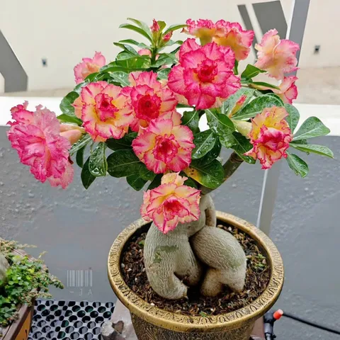 Hạt giống hoa sứ kép Thái Lan cánh nhọn nhiều tầng màu vàng viền hồng – Bịch 10 hạt – Mã số 2075 790543