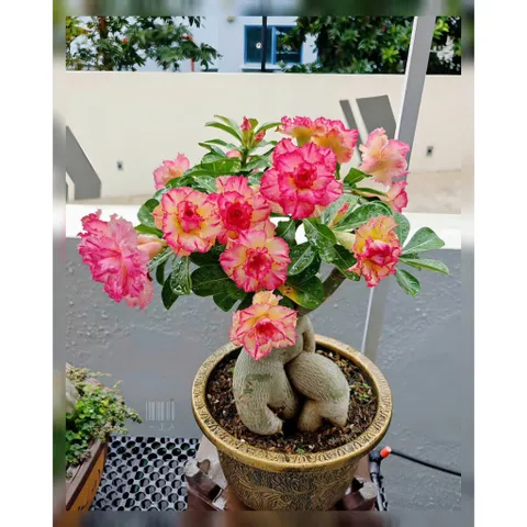 Hạt giống hoa sứ kép Thái Lan cánh nhọn nhiều tầng màu vàng viền hồng – Bịch 10 hạt – Mã số 2075 790543