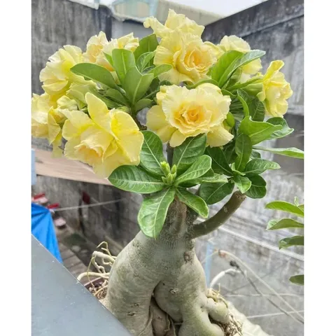 Hạt giống hoa sứ kép Thái Lan màu vàng nhiều tầng cánh mỏng - Bịch 10 hạt – Mã số 2052