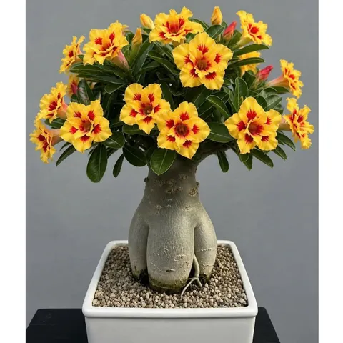 Hạt giống hoa sứ kép Taiwan màu vàng cánh nhọn 2 tầng nhụy hồng đậm – Bịch 10 hạt – Mã số 2133