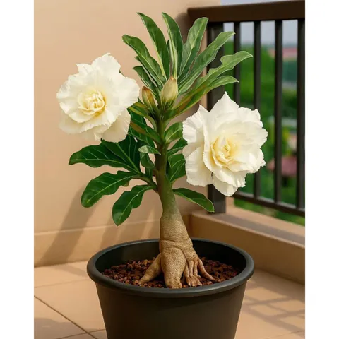 Hạt giống hoa sứ Thái Lan sa mạc màu trắng răng cưa nhiều tầng cánh to – Bịch 10 hạt – Mã số 2103 790567