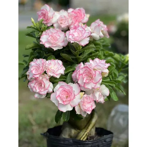 Hạt giống hoa sứ Thiên Vương Taiwan màu trắng cánh xoăn viền hồng cánh to – Bịch 10 hạt – Mã số 2106 790569