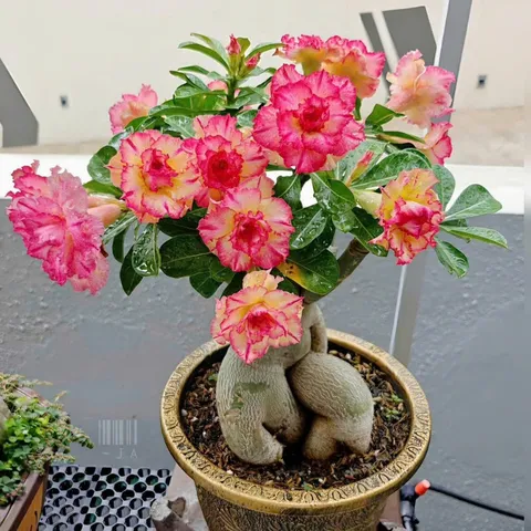 Hạt giống hoa sứ kép Thái Lan màu vàng hồng cánh nhọn nhiều tầng - Bịch 10 hạt – Mã số 2034