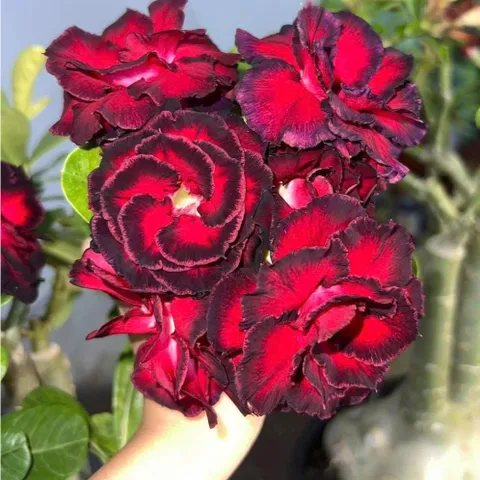Hạt giống hoa sứ kép Thái Lan Thiên vương màu đỏ viền đen nhiều tầng cánh xoăn - Bịch 10 hạt – Mã số 1958