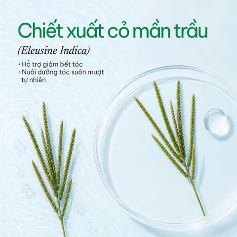[SVIP] Dầu gội thảo dược sạch gàu 5T Herbario 250ml - Vegan Mỹ phẩm thuần chay