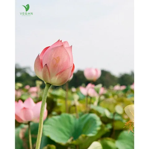 Trial size - Toner Nước cân bằng da Sen Hậu Giang Cocoon 50ml VEGAN - Mỹ Phẩm Thuần Chay