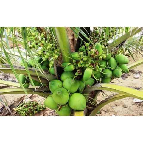 Dừa xiêm siêu lùn siêu trái (mua 10 tặng 1) cây giống chuẩn F1