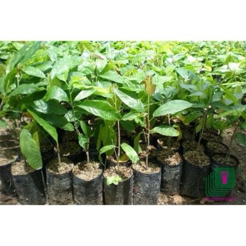 1kg Bầu ươm, túi đen ươm cây đủ size ươm cây giống
