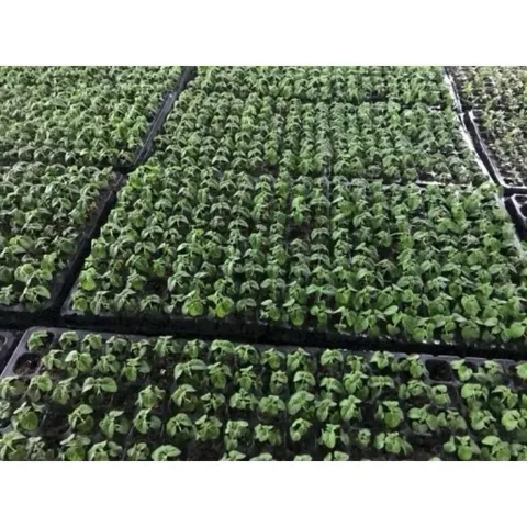 set 10 cái/ 5 cái Khay ươm, vỉ ươm hạt giống 104 lỗ