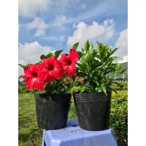 Combo 100 cái Chậu Nhựa Đen C10 Hàng Chuẩn Dẻo Dai
