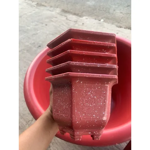 Combo 5 Chậu Mai 160