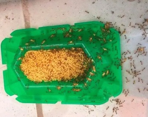 VIÊN DIỆT KIẾN NHẬT BẢN KORORI VỈ 2 HỘP