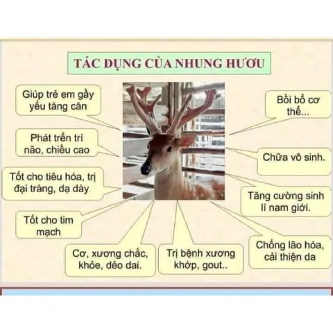 [ Nguyên Chất 100%] Nhunggg Hươuuu tươi nguyên chất ngâm mật ong (80g Nhungggg)