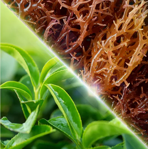 TP BVSK Nutrilite GreenTrim 795882