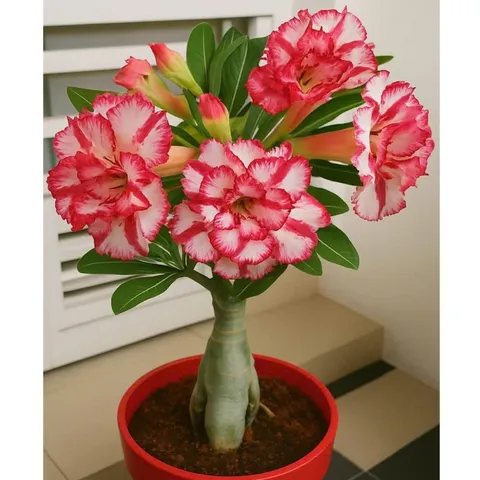 Hạt giống hoa sứ kép Thái Lan siêu cánh to, màu trắng viền cánh hồng đỏ- Bịch 10 hạt – Mã 1992