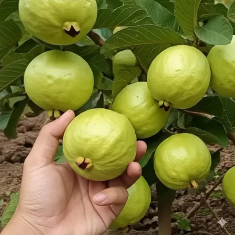 Hạt giống cây ổi nữ hoàng giống lùn siêu trái - Bịch 10 hạt - Mã 2000 798489