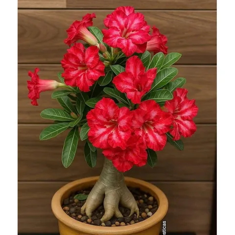 Hạt giống hoa sứ kép Thái Lan Đế vương màu đỏ cánh xoăn to - Bịch 10 hạt – Mã 1985