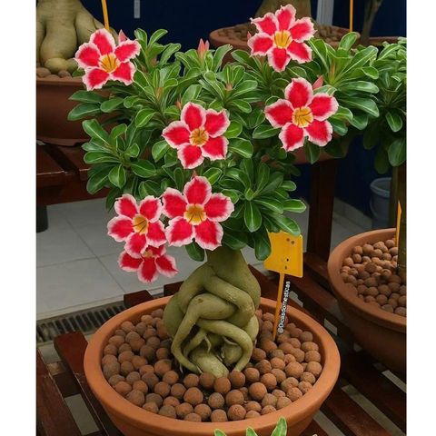 Hạt giống hoa sứ kép Thái Lan đế vương màu đỏ 5 cánh - Bịch 10 hạt – Mã 1965