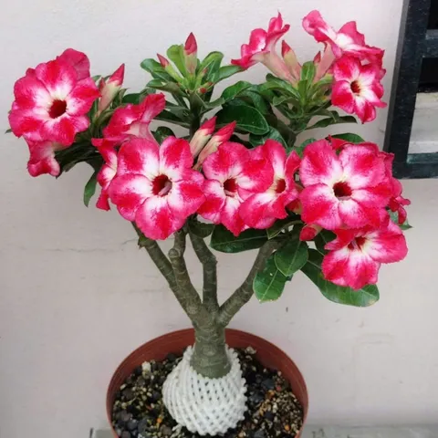 Hạt giống hoa sứ kép Thái Lan màu đỏ hồng nhụy trắng Kỳ duyên - Bịch 10 hạt – Mã 1960