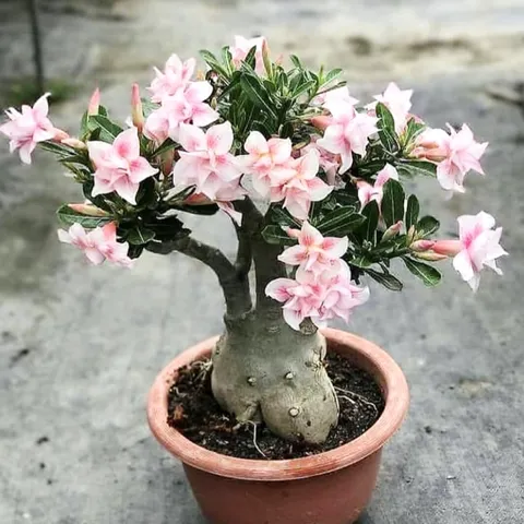 Hạt giống hoa sứ kép Thái Lan 5 cánh hồng phấn - Bịch 10 hạt – Mã 1805