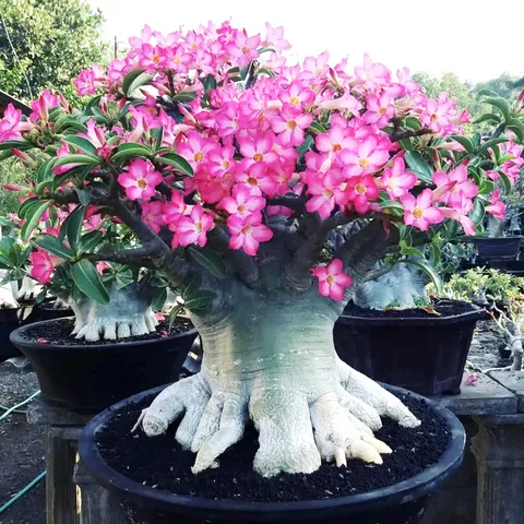 Hạt giống hoa sứ kép Bonsai Thái Lan 5 cánh màu hồng - Bịch 10 hạt – Mã 1780