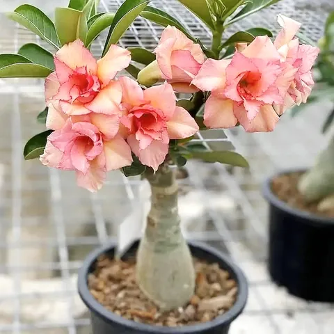 Hạt giống hoa sứ kép màu vàng cam - Bịch 10 hạt – Mã 1807