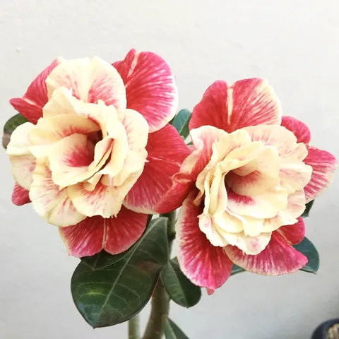 Hạt giống hoa sứ kép giống Ấn Độ thân lùn hoa vàng đỏ nhiều tầng - Bịch 10 hạt – Mã 1783