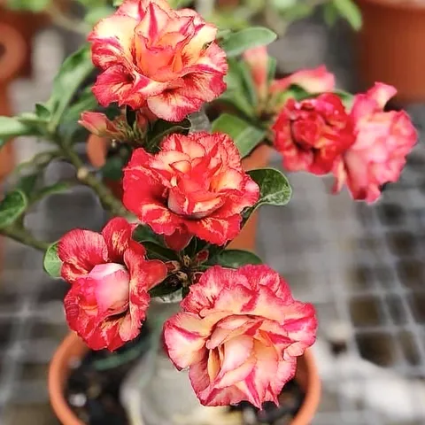 Hạt giống hoa sứ kép Thái Lan thân thùn cánh nhọn mỏ vịt nhiều tầng - Bịch 10 hạt – Mã 1769