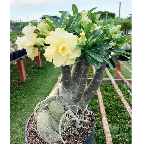 Hạt giống hoa sứ kép Thái Lan Bonsai màu vàng - Bịch 10 hạt – Mã 1796