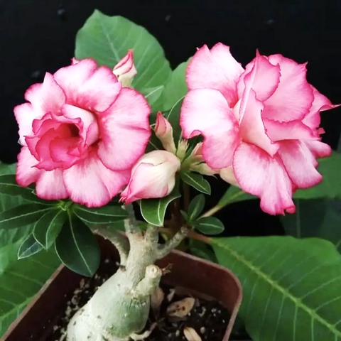 Hạt giống hoa sứ kép Thái Lan nhiều tầng màu hồng phấn - Bịch 10 hạt – Mã 1762