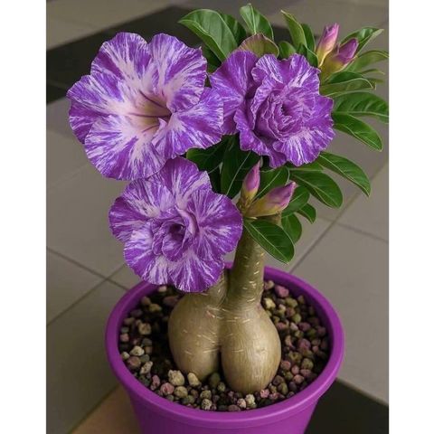 Hạt giống hoa sứ kép Thái Lan Thiên Vương màu tím cánh tròn - Bịch 10 hạt – Mã 1649