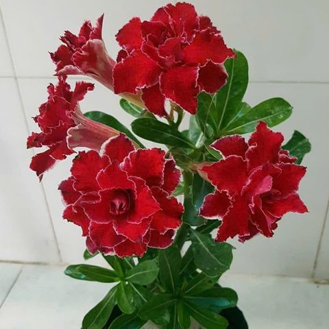 Hạt giống hoa sứ kép Thái Lan cánh nhọn to nhiều tầng màu đỏ sẫm - Bịch 10 hạt – Mã 1602