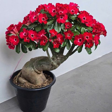 Hạt giống hoa sứ kép Bonsai Thái Lan màu đỏ 5 cánh nhọn - Bịch 10 hạt – Mã 1584