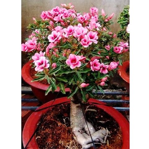 Hạt giống hoa sứ kép Thái Lan mix 2 màu - Bịch 10 hạt – Mã 1596 798642