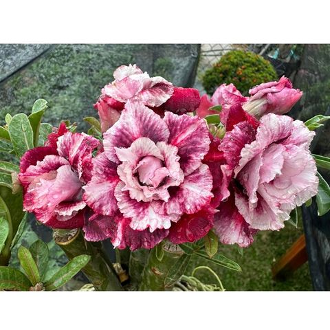 Bịch 10 hạt giống hoa sứ thiên vương Tawain cẩm thạch tím cánh to – Mã 1438