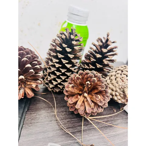 Combo 10 quả thông rừng khô trang trí ,khuếch tán tinh dầu,mài răng hamter