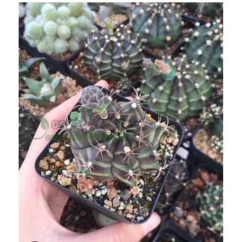 🌵 Xương rồng Gymnocalycium mini độc lạ – cây sống khỏe, dễ chăm