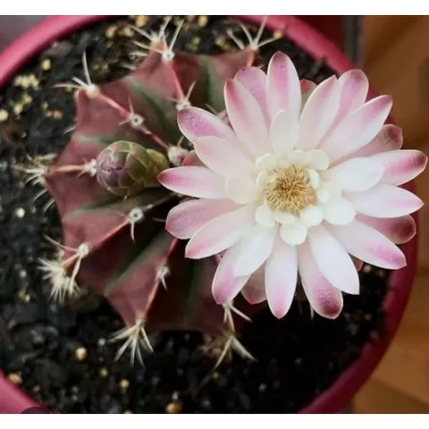 🌵 Xương rồng Gymnocalycium mini độc lạ – cây sống khỏe, dễ chăm